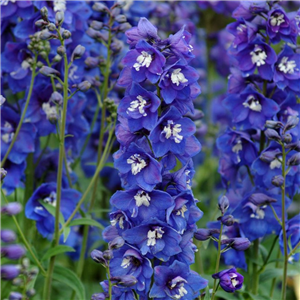 Delphinium Aurora Blue