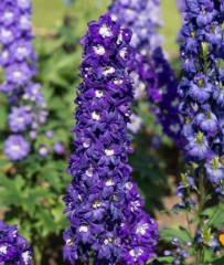 Delphinium Aurora Deep Purple