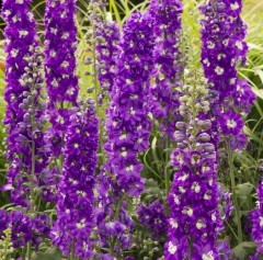 Delphinium Aurora Deep Purple