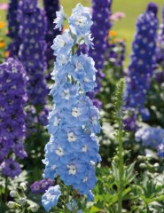 Delphinium Aurora Light Blue