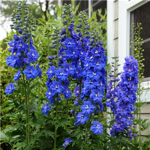 Delphinium Guardian Blue