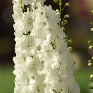 Delphinium Guardian White