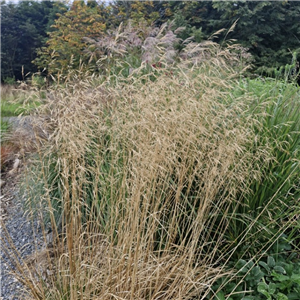 Deschampsia cespitosa Golden Dew (Goldtau)