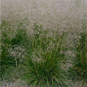 Deschampsia cespitosa Golden Dew (Goldtau)