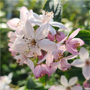 Deutzia hybrida Mont Rose