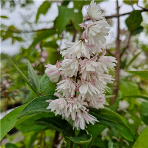 Deutzia crenata Pride of Rochester