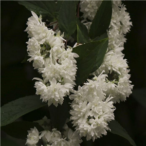 Deutzia scabra