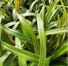 Dianella tasmanica