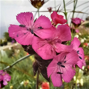 Dianthus carthusianorum