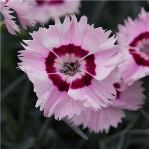 Dianthus Cherry Daiquiri