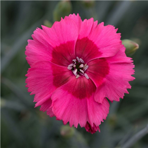 Dianthus Cocktail Cosmopolitan