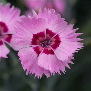 Dianthus Cocktail Shirley Temple