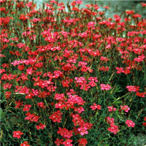 Dianthus deltoides Flashing Light