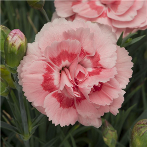 Dianthus Doris