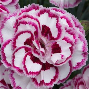 Dianthus Grans Favourite