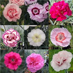 Dianthus 5 for £5