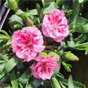 Dianthus Oscar Pink & Purple