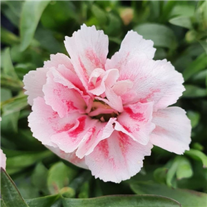 Dianthus Oscar Pink Star Bedding Plant