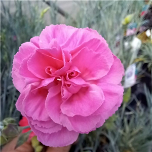 Dianthus Pink Ruffles