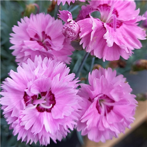 Dianthus Pop Star