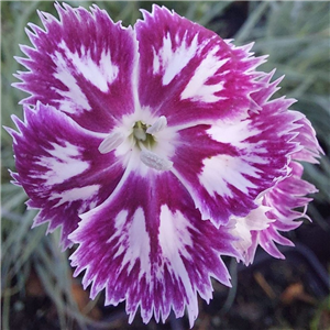 Dianthus Queen of Sheeba