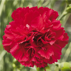 Dianthus Red Carpet