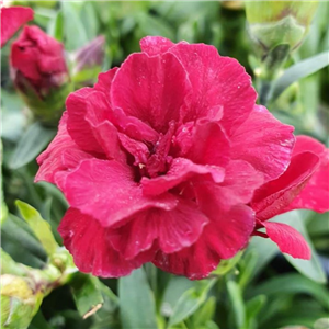 Dianthus Oscar Dark Red Bedding Plant