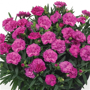 Dianthus Sunflor Faganza