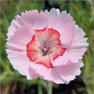 Dianthus Tequila Sunrise