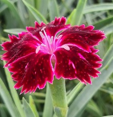 Dianthus Unique