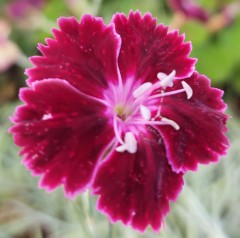 Dianthus Unique