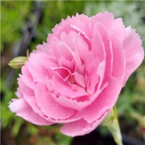 Dianthus Valda Wyatt