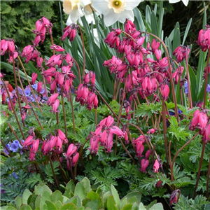 Dicentra Amore Rose