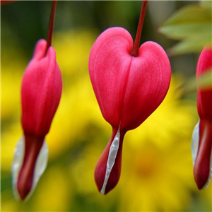 Lamprocapnos (Dicentra) spectabilis Ruby Gold