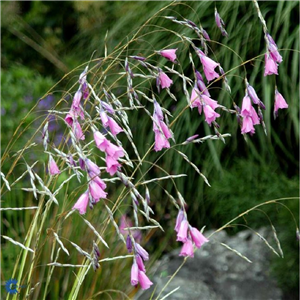 Dierama pulcherrimum (angels Fishing Rod)