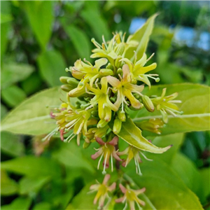 Diervilla rivularis Honeybee