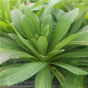 Digitalis ferruginea Gigantea