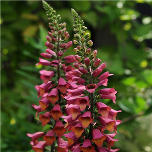 Digitalis x valinii Foxlight Ruby Glow