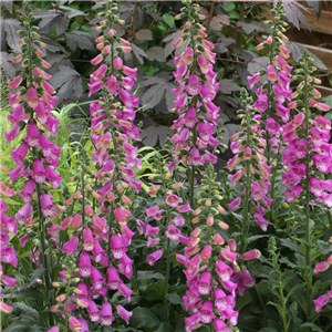 Digitalis hybrida Panther