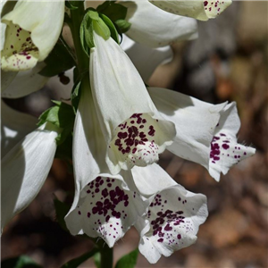 Digitalis purpurea Dalmation White