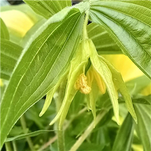 Disporum lanuginosa