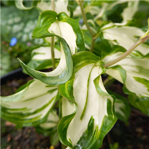 Disporum cantoniense Moonlight