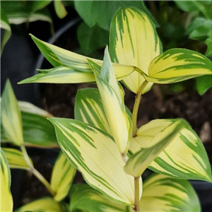 Disporum smilacinum Koutei