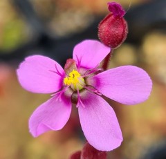 Drosera aliciae