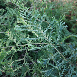 Dryopteris felix-mas Linearis Polydactyla