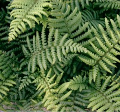 Dryopteris filix-mas