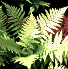 Dryopteris filix-mas