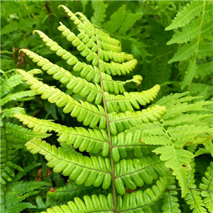 Dryopteris wallichiana Jurassic Gold