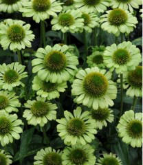 Echinacea Green Jewel