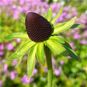 Rudbeckia occidentalis Green Wizard